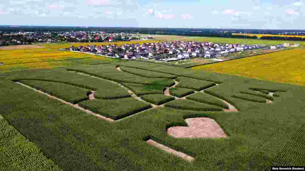 Найбільший герб України, створений на полі посівом кукурудзи. Велетенський Тризуб висіяли на полі неподалік міжнародного аеропорту «Бориспіль». Його внесли до реєстру рекордів України. Село Велика Олександрівка Бориспільського району Київської області, 22 липня 2021 року. БІЛЬШЕ ПРО ЦЕ У ВІДЕО