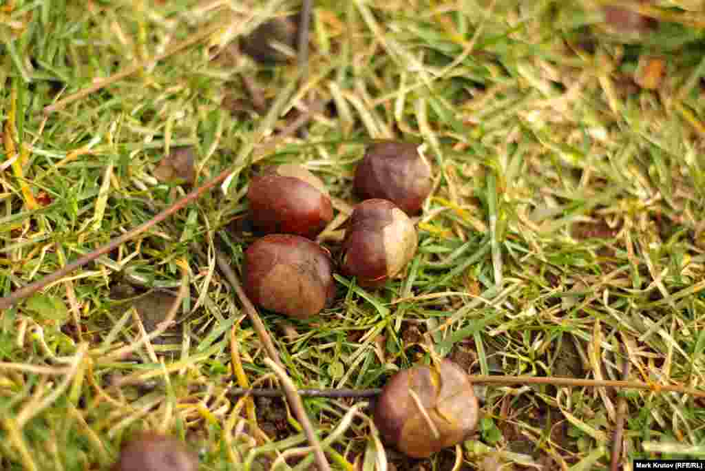 Название "Под каштанами" сохранит за собой одна из улиц, идущих от площади Бориса Немцова вдоль забора российского посольства.