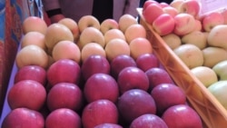 Rad na plantažama - da ili ne? Rad na plantažama - da ili ne?