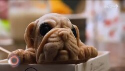 د اګست ۱۹مې ویډیويي خبرونه د اګست ۱۹مې ویډیويي خبرونه