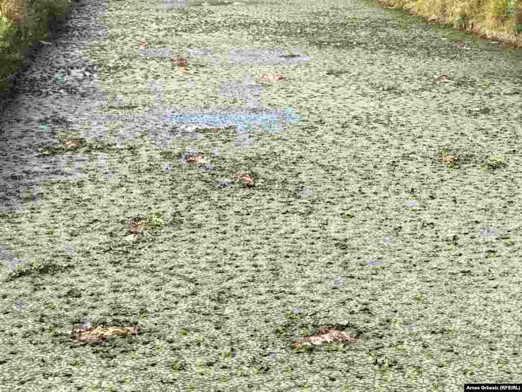 Na površini ribnjaka pluta mrtva riba.