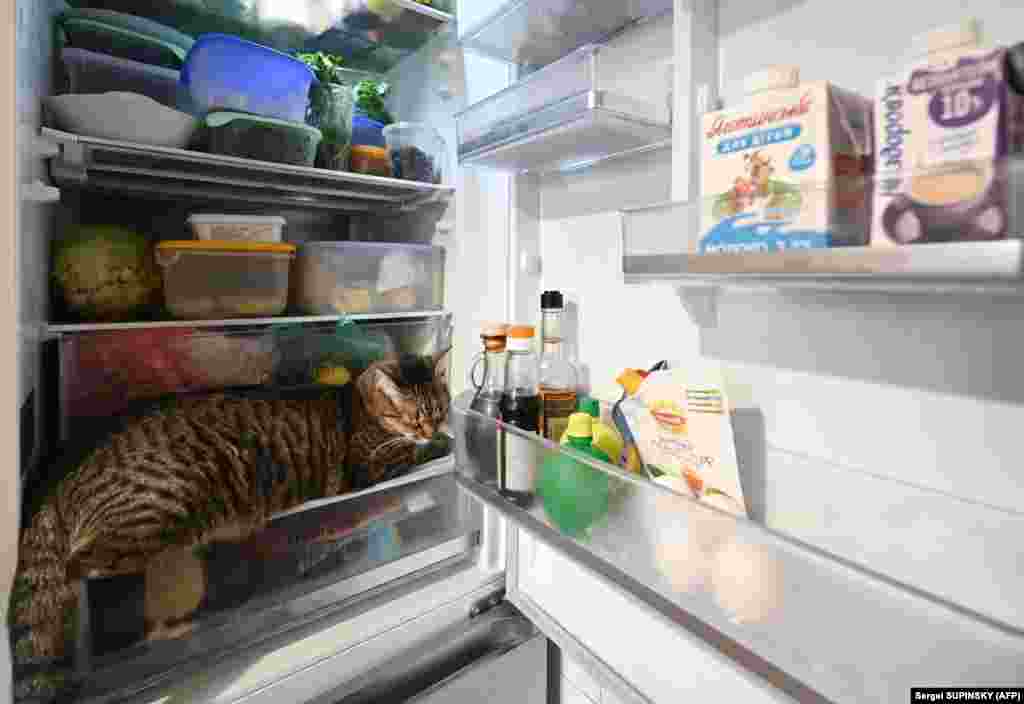 У Києві кіт на ім'я Кисяк сховався від спеки у холодильнику свого господаря. Фото від 16 липня. За даними метеорологів, ніч на 15 липня у столиці виявилась найтеплішою з 1881 року. Загалом від початку календарного літа в Києві встановлено 12 температурних рекордів