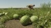 Ukraine - drones hit watermelon fields in Kherson region - screen grab