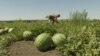 Ukraine - drones hit watermelon fields in Kherson region - screen grab