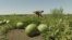 Ukraine - drones hit watermelon fields in Kherson region - screen grab