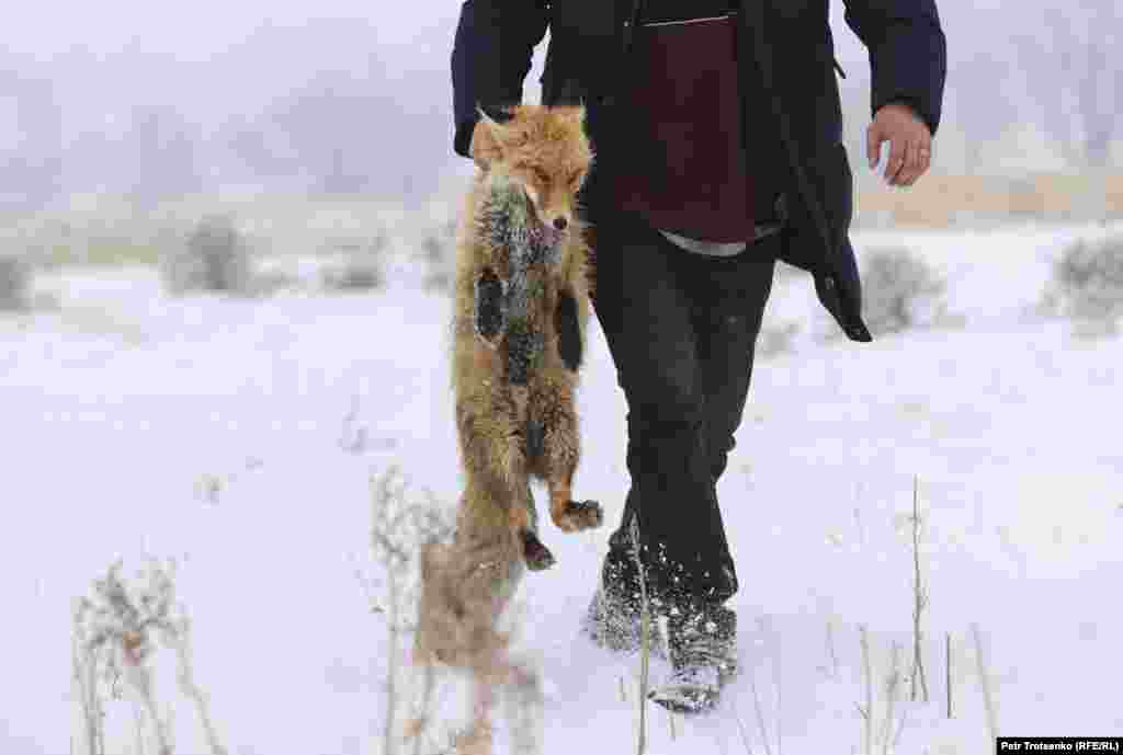 Врятовану лисицю повертають у клітку