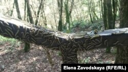 მავნებლები აფხაზეთის ტყეებში. 2015 წ.