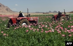 Uništavanje nelegalnog polja opijumskog maka kod Kandahara, april 2017.