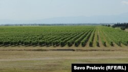 Utvrđeno je da postoji više od 11 miliona kvadrata zemlje koji su izgubljeni između stvarnog stanja i evidencije (na fotografiji vinogradi Plantaža)