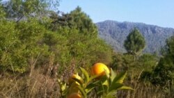 ډاکټر نقاب خان په بونېر کې یو ځنګل جوړ کړی دې