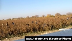 Turkmen soldiers pick cotton in the Mary region. (file photo)