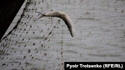 Od ispitivanih jedanaest ribljih vrsta, u sedam su pronađeni tragovi otpada