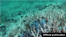 Koralni greben u Australiji