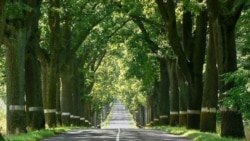 Знаменитые калиниградские аллеи, которые посадили еще немцы