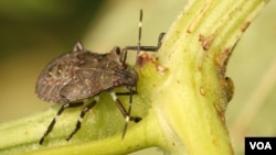 აზიური ფაროსანა