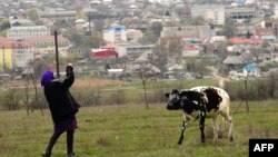 ქალი ძროხასთან ერთად კომრატის განაპირას