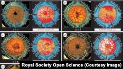 Амёба решает задачу коммивояжера