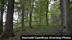 Više od 90 odsto požara uzrokuje čovjek, što nepažnjom, što hotimice: Milan Glavaš