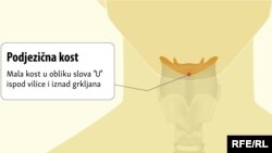 Grafička ilustracija podjezične kosti