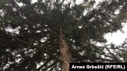 Koliko je BiH daleko od evropske prakse pokazuju podaci o nelegalnim sječama šuma i neopremljenosti za borbu protiv šumskih požara