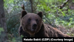 Mrki medvjed, Crna Gora