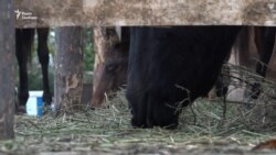 Коні з-під Авдїївки переїхали під Запоріжжя