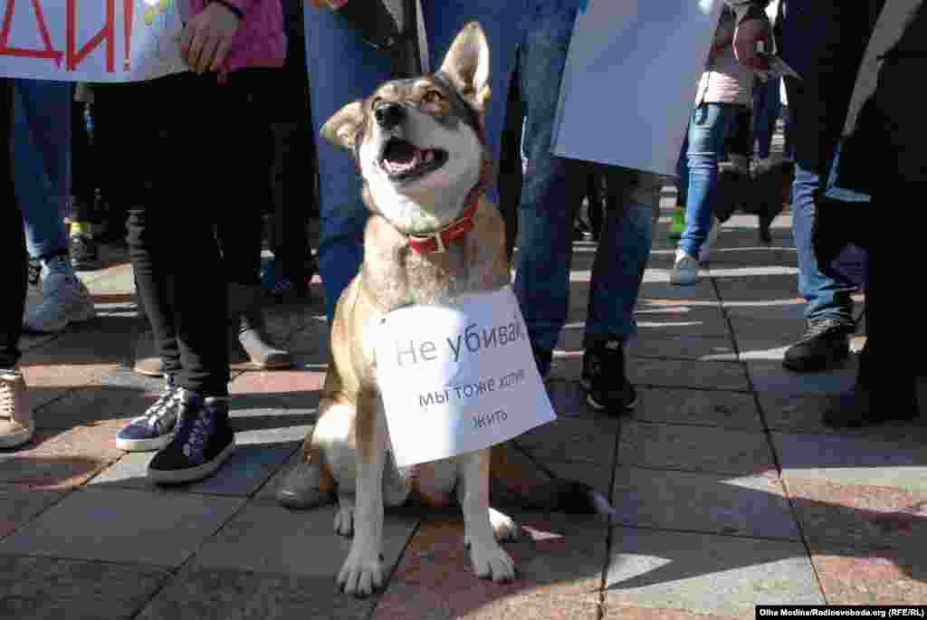 Під час «Всеукраїнського маршу за права тварин-2018» у Києві, 30 вересня 2018 року ПЕРЕГЛЯНЬТЕ ФОТОГАЛЕРЕЮ ПЕРЕГЛЯНЬТЕ ВІДЕО