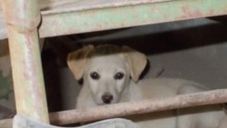 Археология. Хабаровские живодерки Археология. Хабаровские живодерки