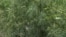 Hemp plantation in Dagestan