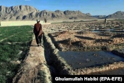 Uzgoj opijumskog maka u afganistanskoj provinciji Helmand, mart 2021.