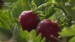 Ліски: полуничний рай | #ВУКРАЇНІ Ліски: полуничний рай | #ВУКРАЇНІ