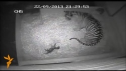 У Лондонському зоопарку народилося перше тигреня за 17 років У Лондонському зоопарку народилося перше тигреня за 17 років