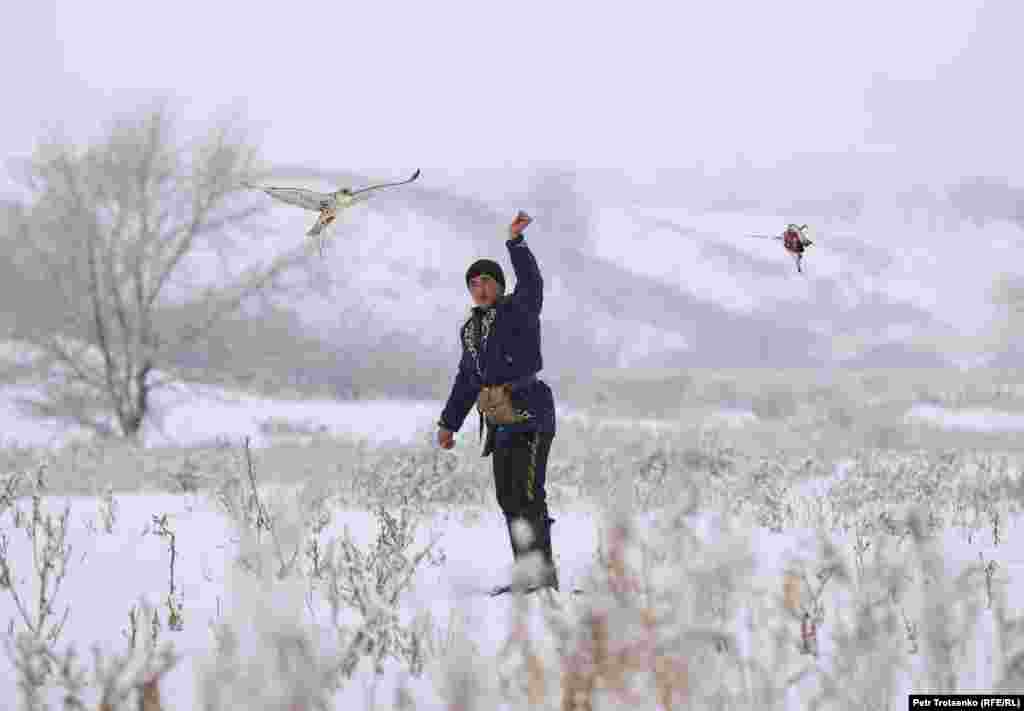 Мисливець змушує сокола-балобана ловити «здобич» – мертвого голуба на мотузці