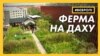 З даху до столу. Як працює ферма на покрівлі у Копенгагені? | Історії з Європи