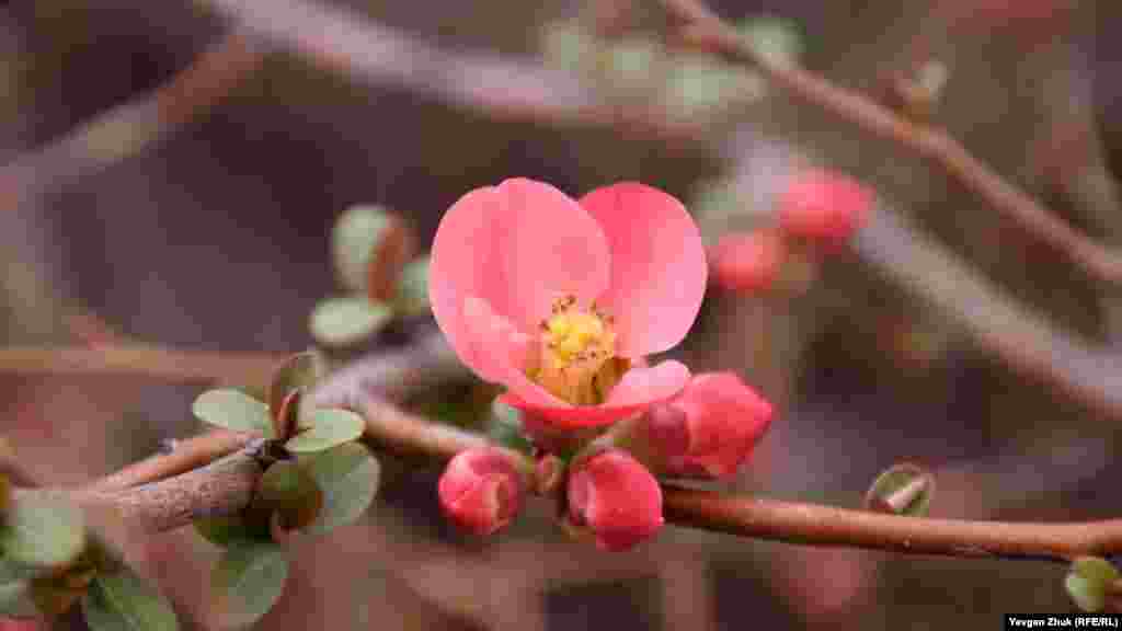 В Севастополе&nbsp;цветет хеномелес &ndash; айва японская