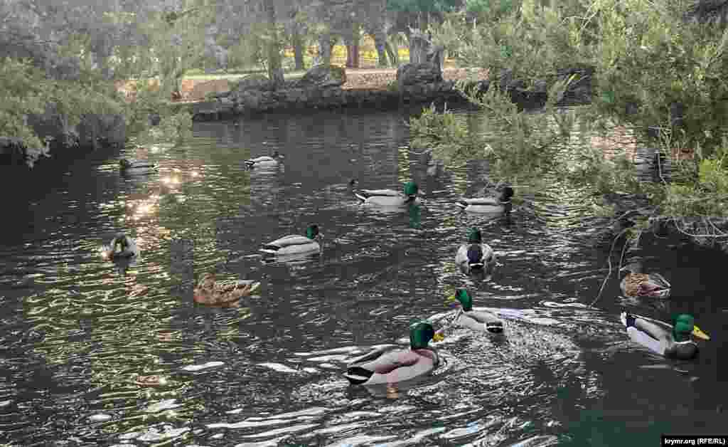 Утки – давние обитатели прудов университетского ботсада