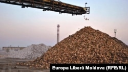 Žetva šećerne repe u Moldaviji. Ilustrativna fotografija