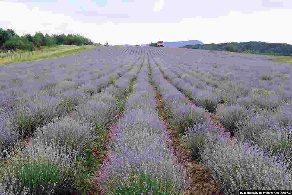 Лавандова плантація привернула увагу туристів до Перечина, відомого до того часу переважно своїм лісохімкомбінатом, побудованим у 19 столітті 