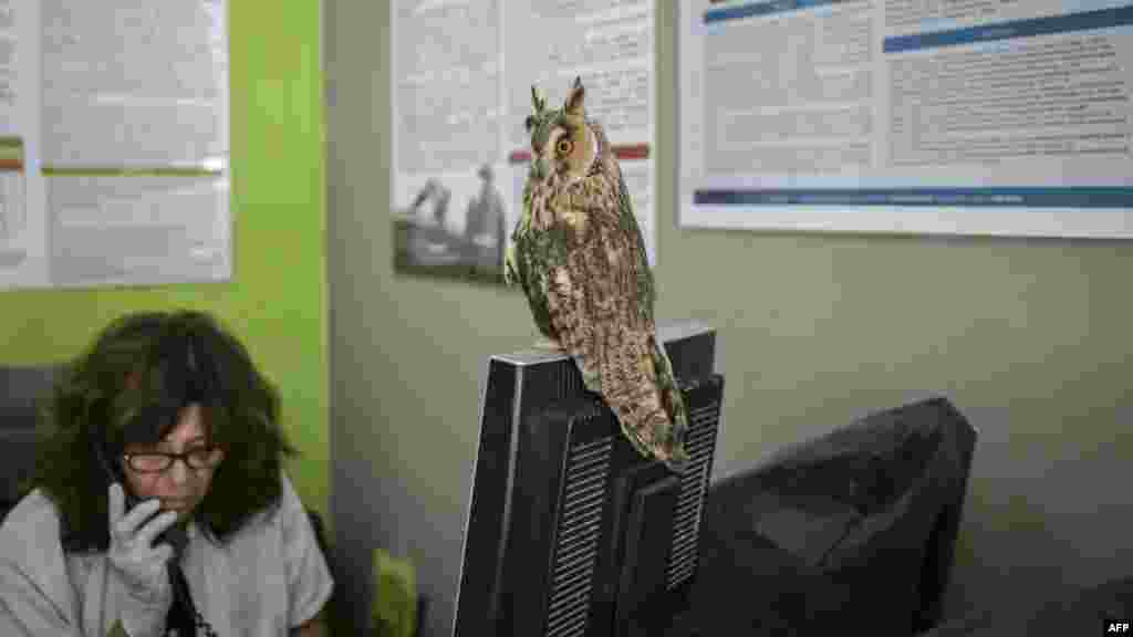 Fülesbagoly az Anima elnökének számítógépén. Ő is egy tűz miatt került ide