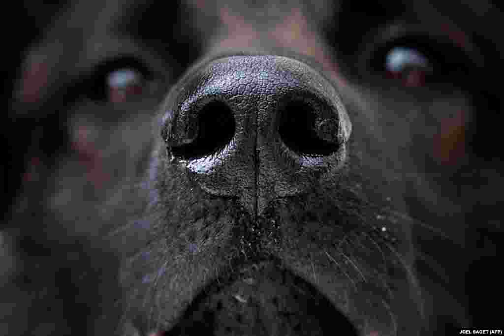 Jedan od pasa koji njuši dijelove tkanine s uzorcima korona virusa u Maison-Alfortu, 13. svibnja.