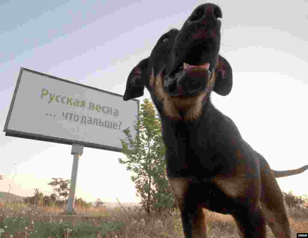 У Севастополі з'явилися білборди «Російська весна ... що далі?», 7 липня 2014 року