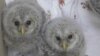 совы