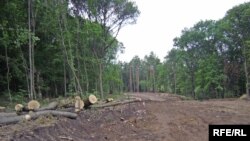 Масове вирубування дерев у Харкові змушує людей об'єднуватися в політичну силу