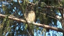 Zimsko prebrojavanje sova