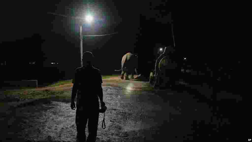 Indiában az elefántok egyre gyakrabban bukkannak fel falvakban. Mivel az 1,4 milliárd fős népesség gyorsan növekszik, a városok és települések határai egyre inkább kitolódnak a dzsungelek és az elefántok élőhelyeinek kárára