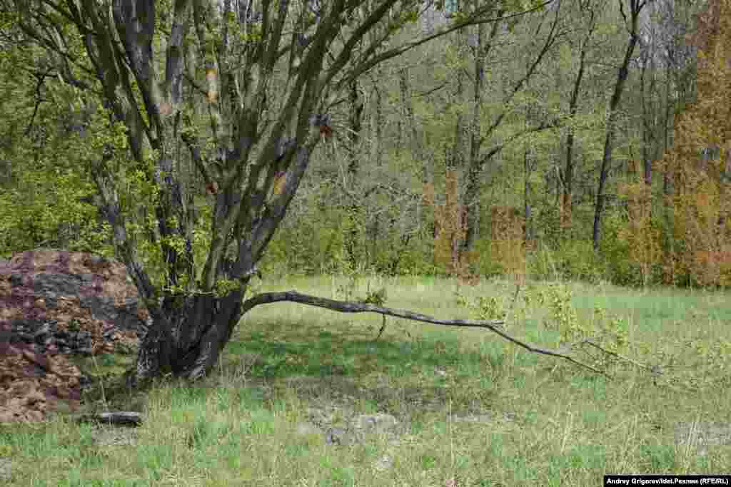 То же самое дерево двумя днями ранее, 17 мая. 
