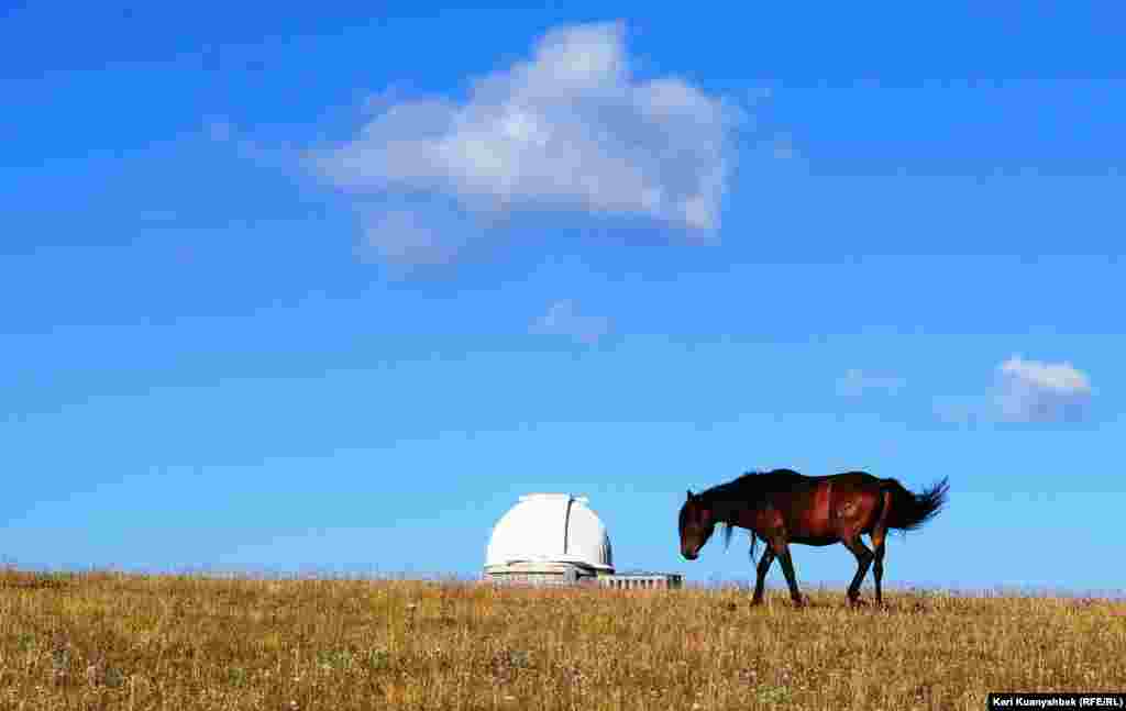Лошадь недалеко от купола обсерватории. 