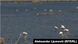 Flamingosi na prostoru Solane (foto-arhiv)