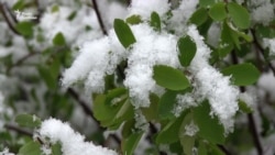 У Харкові випав сніг (відео)