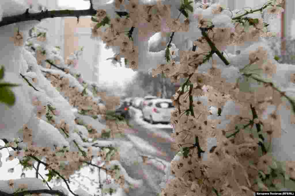 Цвіт під снігом у засніженому Львові.11 квітня 2025 року